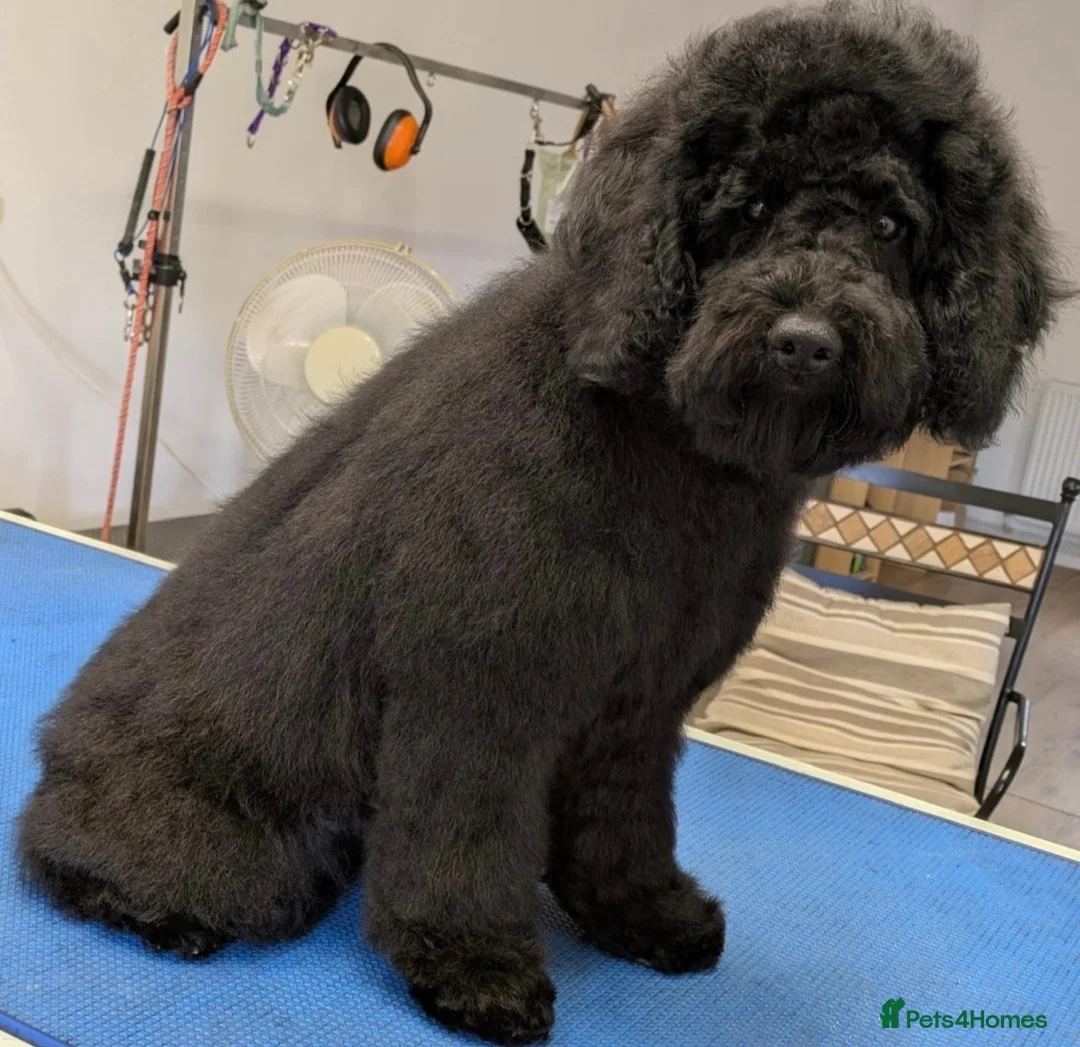 Cockapoo dogs for stud: 🖤 Apollo - Beautiful Stud 🖤  - Advert 4