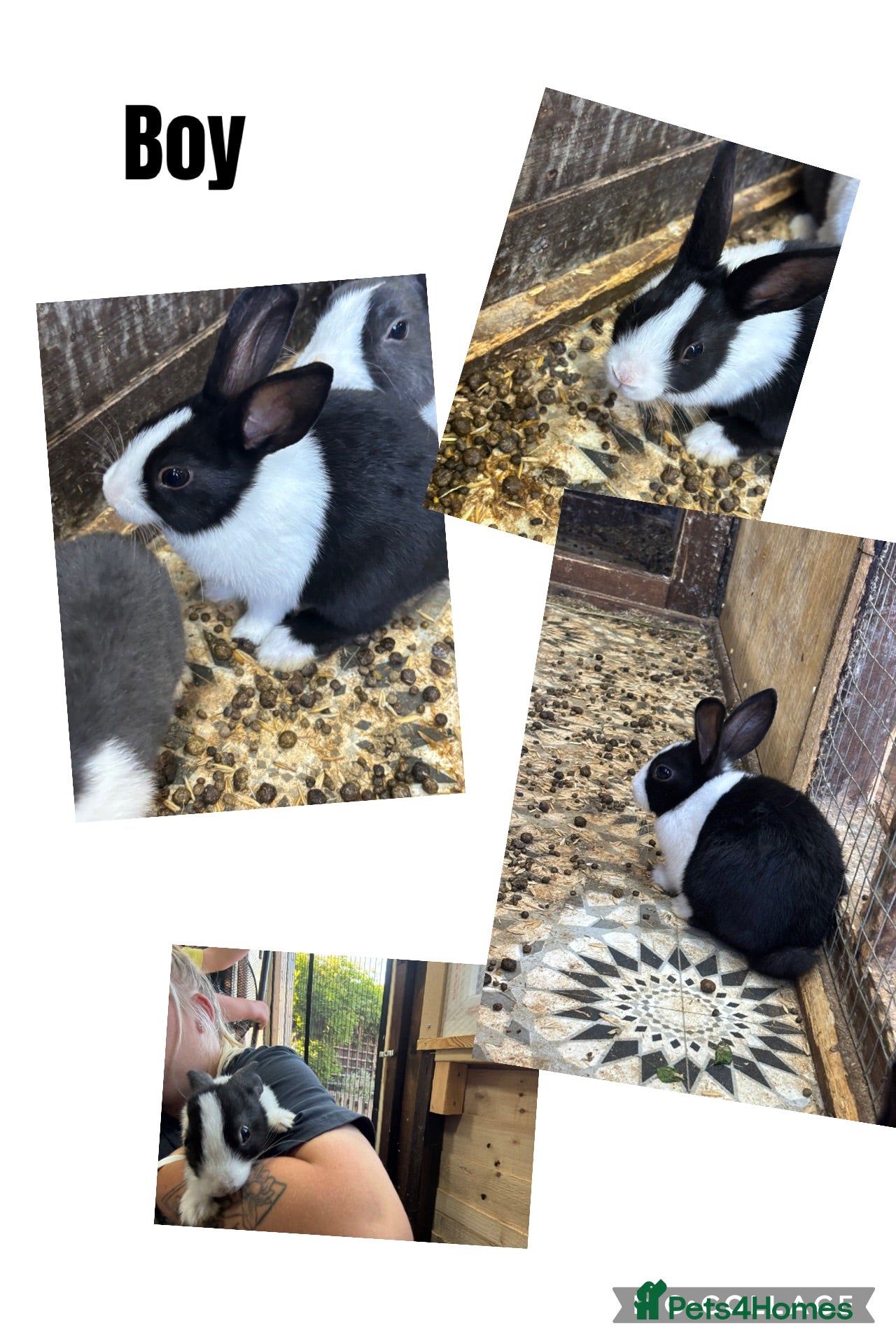 Dutch rabbits 🐰 Mixed Dutch Baby Rabbits for Sale 🐰 - Advert 11