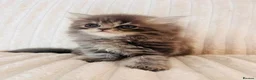 Persian cats for sale: Gorgeous Persian Kittens  - Advert 16