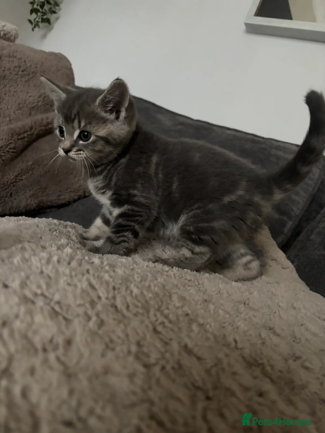 Mixed Breed cats for sale: Loving kittens looking for their forever homes 🐾 - Advert 5