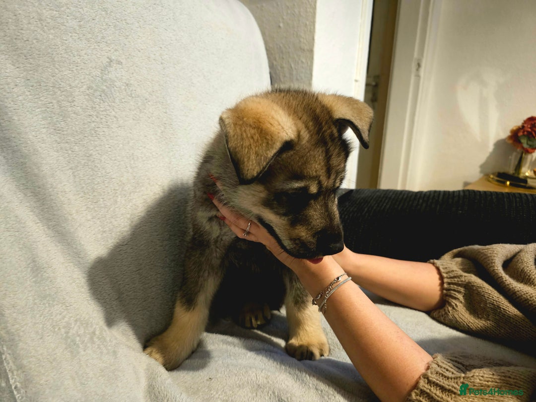 Utonagan dogs for sale: Utonagan Puppies for Sale – Born on Halloween! - Advert 4