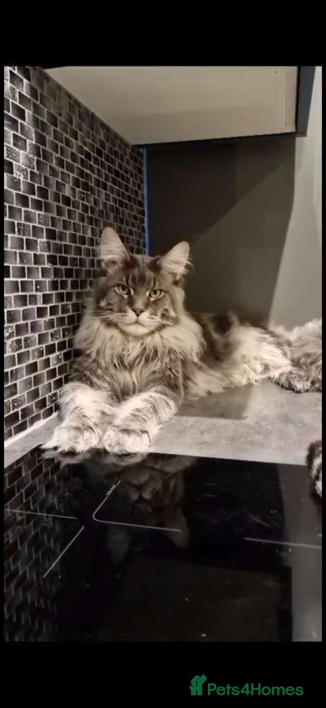 Maine Coon cats for sale: Maine coon kittens  - Image 3