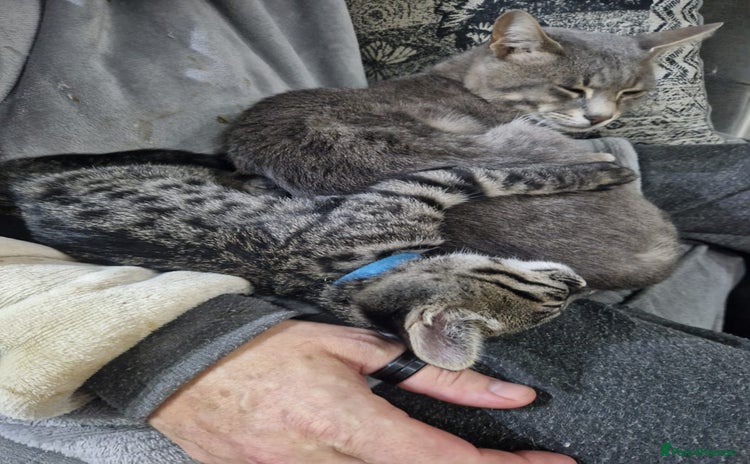 Savannah cats - Advert 2