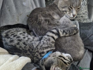 Savannah cats - Advert 6