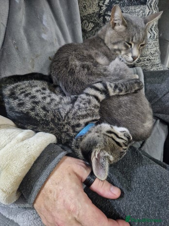 Savannah cats - Advert 2