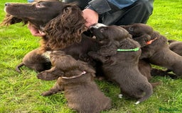 Cocker Spaniel dogs for sale: KC Reg Cocker Spaniel Puppies - Image 13