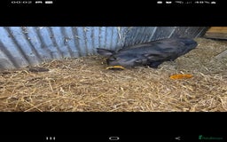Pig livestock for sale: Ronnie and reggie  - Image 8