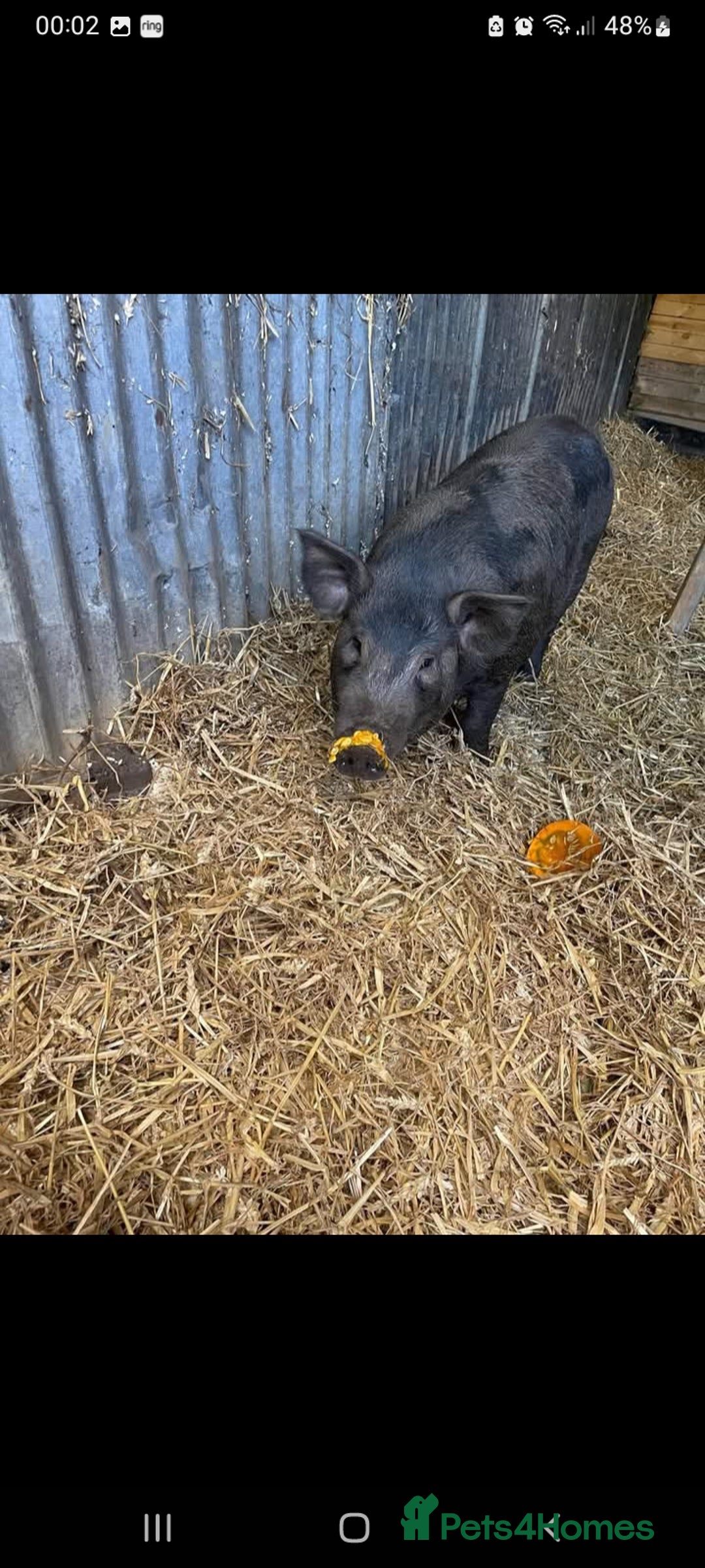 Pig livestock for sale: Ronnie and reggie  - Image 8