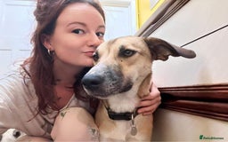 Mixed Breed dogs for adoption: Sara - Norwich Norfolk  - Image 22