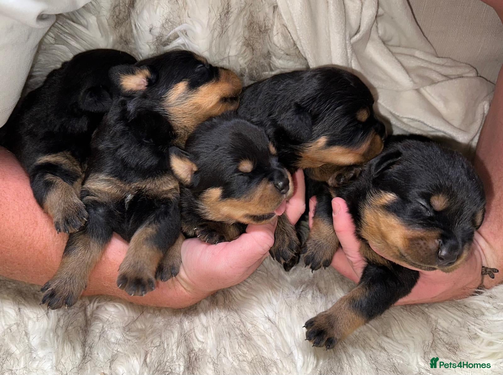 Rottweiler dogs Top quality KC Reg Rottweiler puppies  - Advert 2