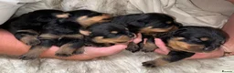 Rottweiler dogs for sale: Top quality KC Reg Rottweiler puppies  - Advert 1