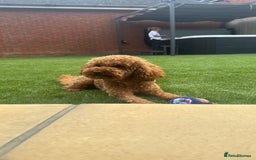 Toy Poodle dogs for stud: Red Toy Poodle for stud - Image 3