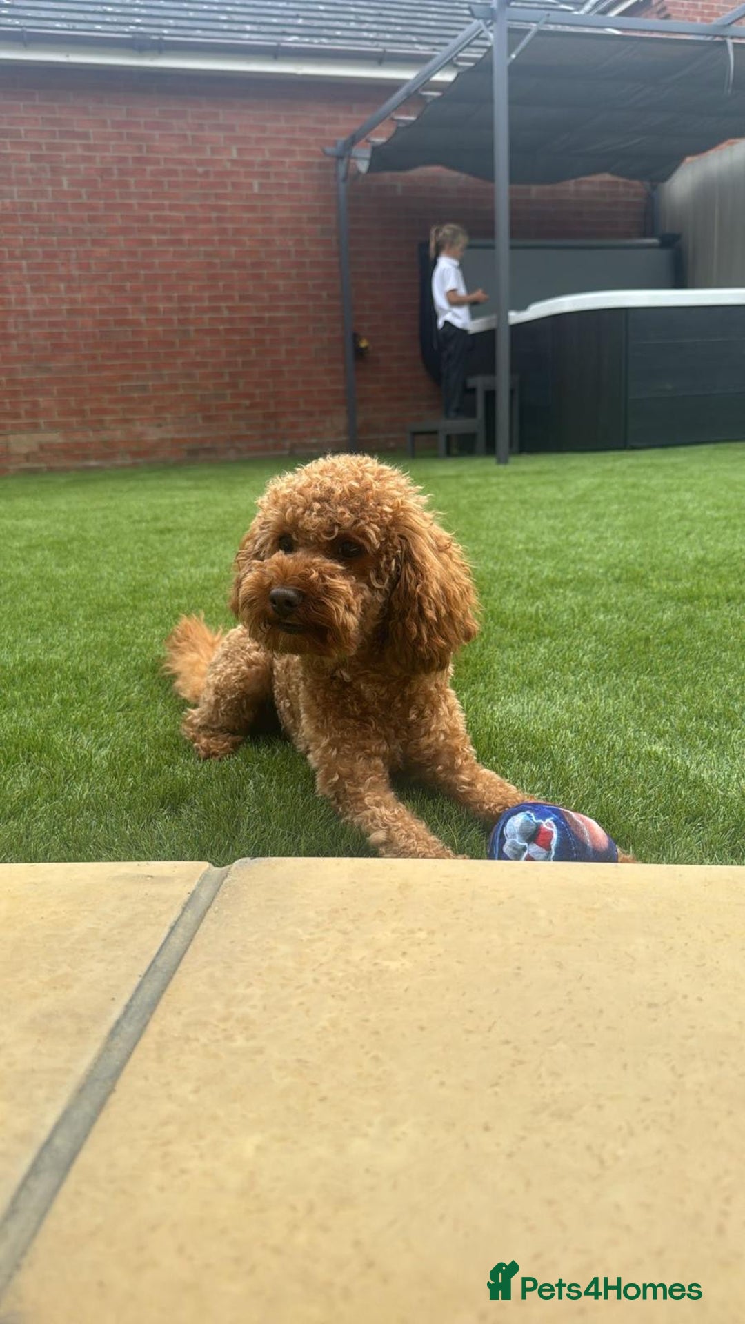 Toy Poodle dogs for stud: Red Toy Poodle for stud - Image 3