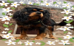 Cavalier King Charles Spaniel dogs for sale: 🐾 KC Registered Health Tested Puppies 🐾 - Image 21