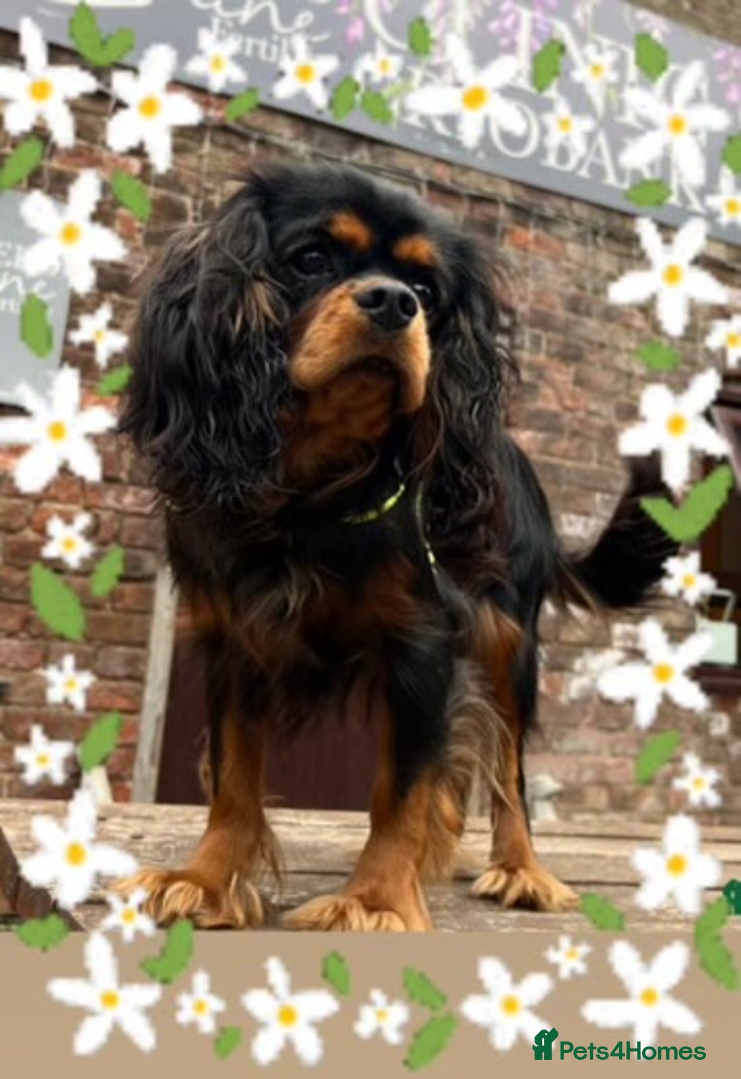 Cavalier King Charles Spaniel dogs for sale: 🐾 KC Registered Health Tested Puppies 🐾 - Image 21