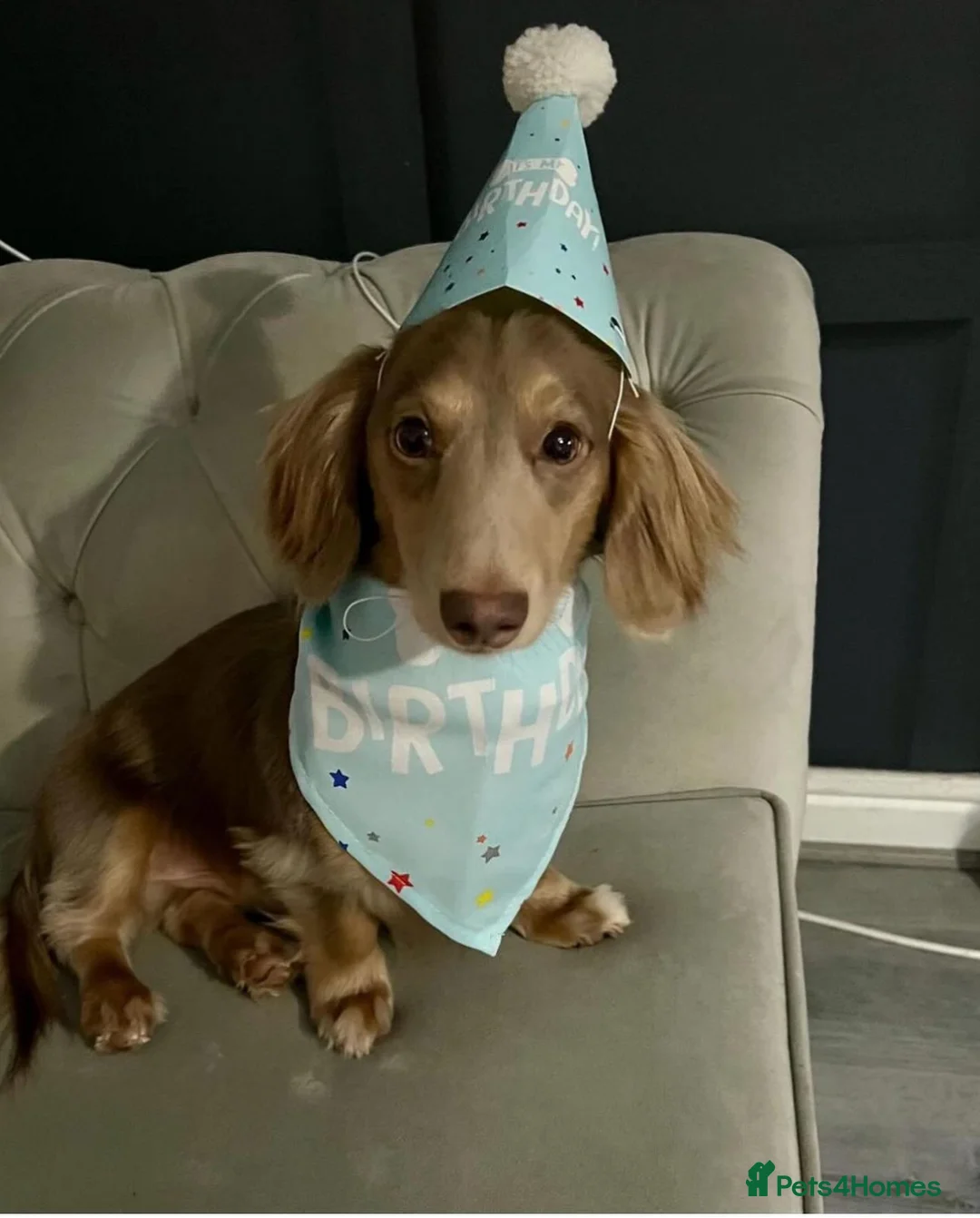 Miniature Dachshund dogs for stud: Long haired Isabella and tan stud  in Liverpool - Advert 2