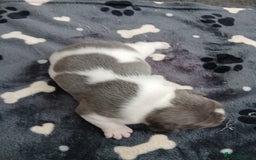 French Bulldog dogs for sale: French bulldog puppies 2 boys 1 girl left in Chatham - Image 12