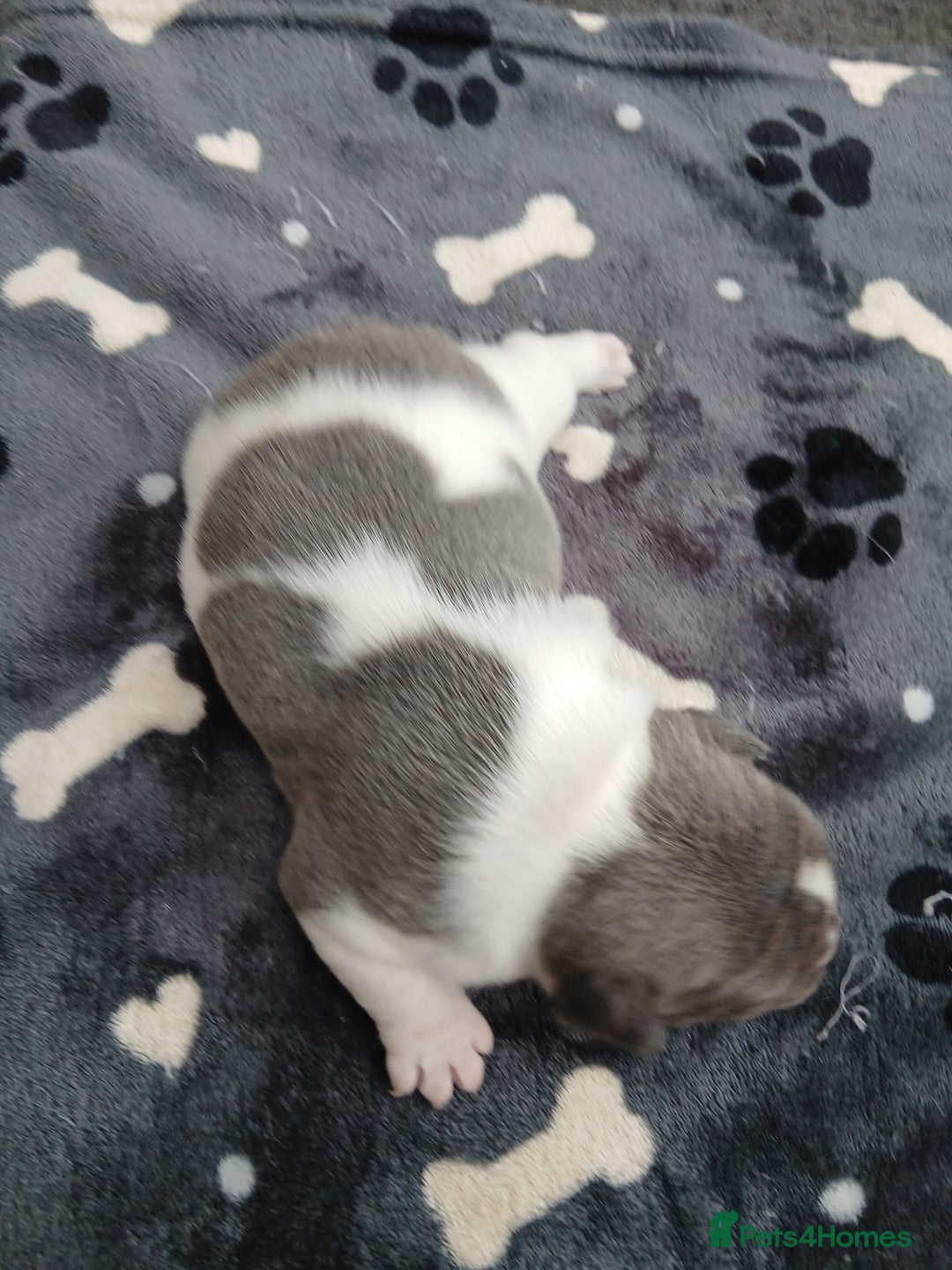 French Bulldog dogs for sale: French bulldog puppies 2 boys 1 girl left in Chatham - Image 12