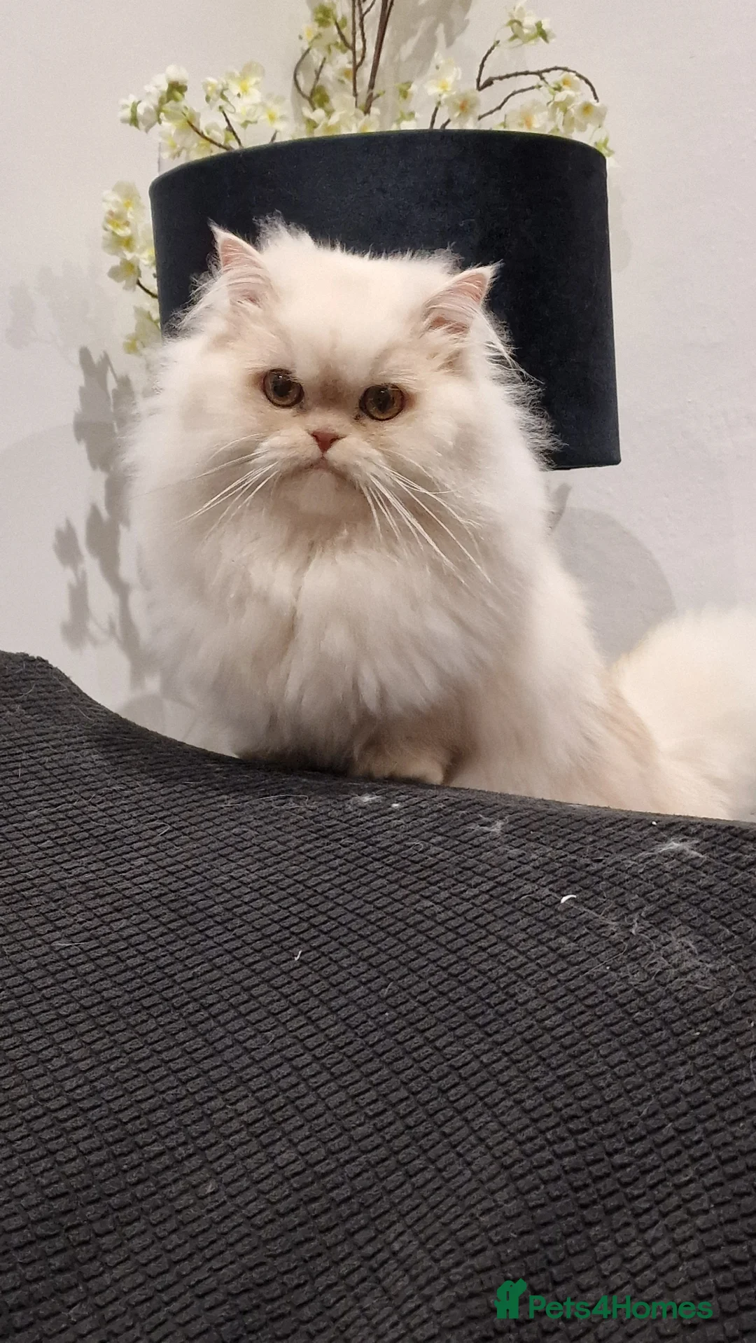Munchkin cats for sale: Munchkin Persian Male Cat in Liverpool - Advert 2