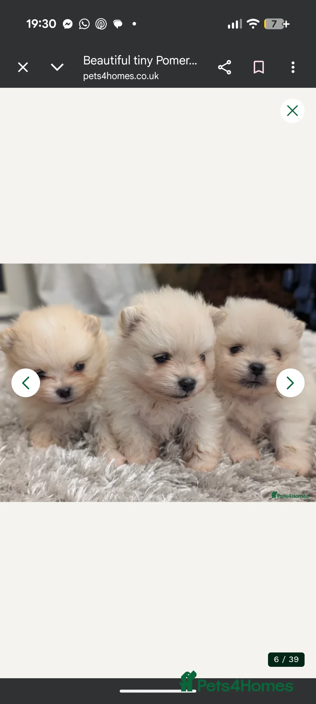 Pomeranian dogs for sale: Last little girl pomeranian puppy  - Advert 7