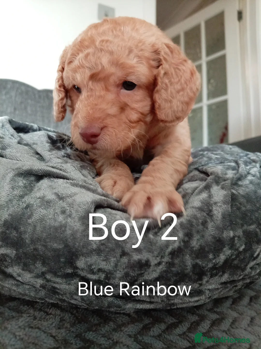 Cockapoo dogs for sale: 8 Beautiful Cockapoo Puppies - Advert 19