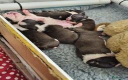 Boston Terrier dogs for sale: Boston Terrier Puppies  - Advert 6