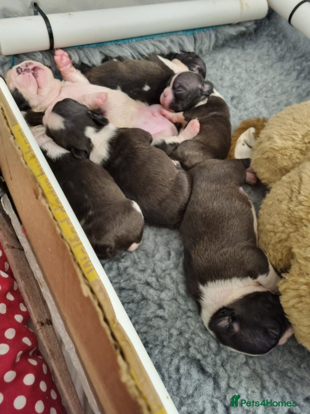 Boston Terrier dogs for sale: Boston Terrier Puppies  - Advert 6