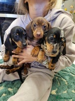 Miniature Dachshund dogs - Advert 11