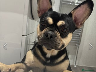 French Bulldog dogs 2.5 year old French bulldog - Advert 7