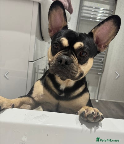 French Bulldog dogs 2.5 year old French bulldog - Advert 1