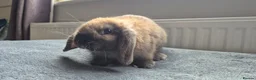 Mini Lop rabbits for sale: Beautiful Mini Lops 8 weeks old ready now  - Advert 4