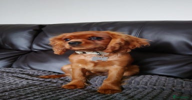Cavalier King Charles Spaniel dogs - Advert 4