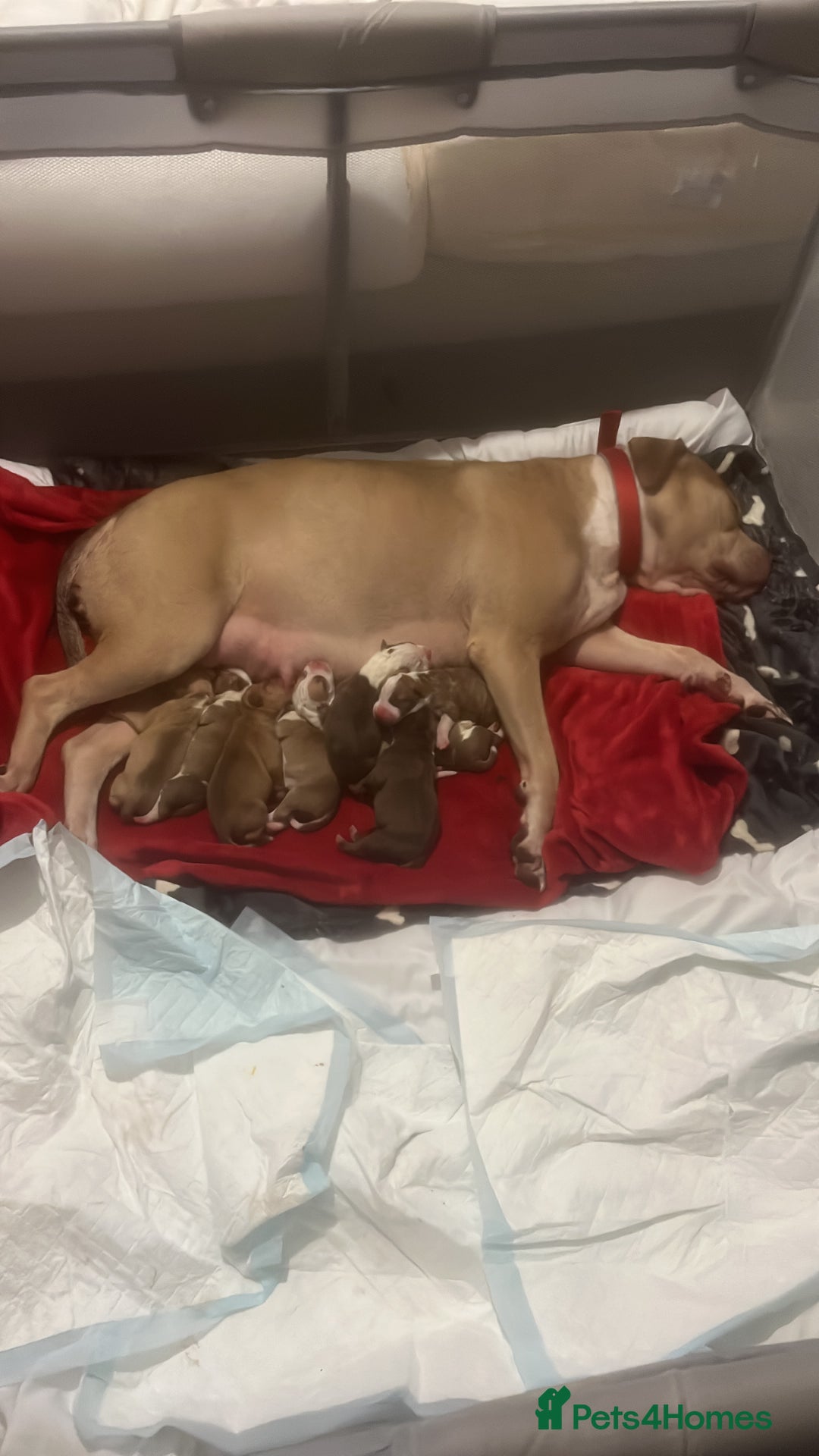 American Bull Staffy dogs for sale: 5 Girls 3 Boys American bull staffy pups  - Image 4
