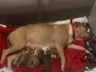 American Bull Staffy dogs 5 Girls 3 Boys American bull staffy pups - Advert 4