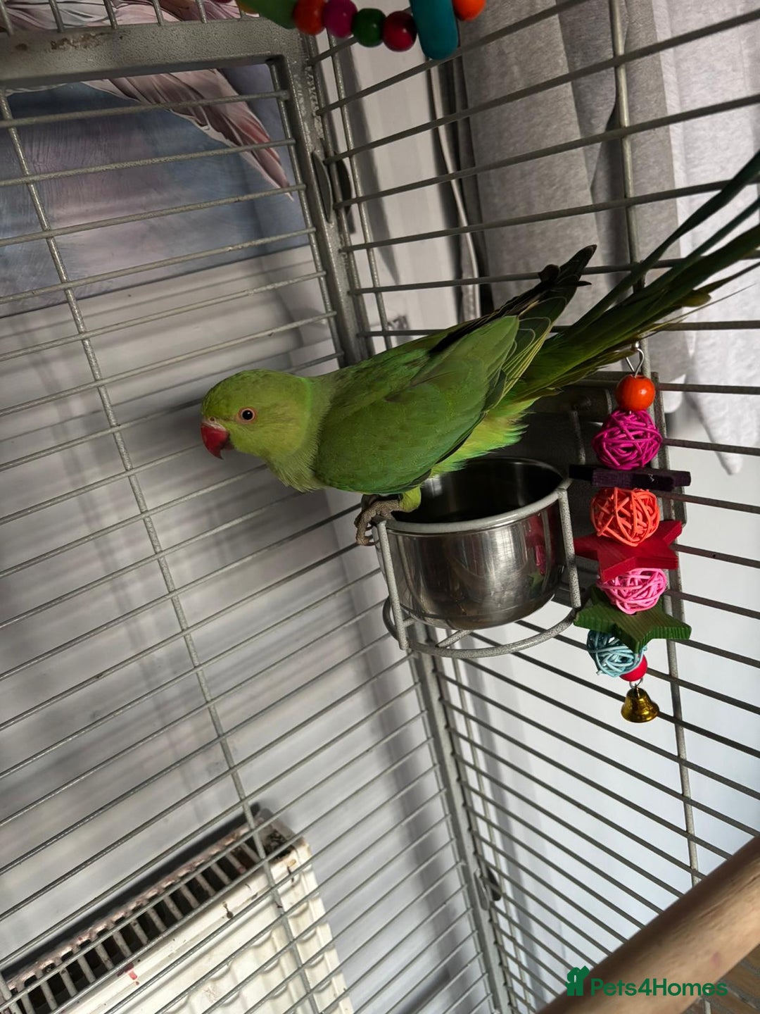 Ringnecks birds for sale: Indian ringneck parrot  - Image 2