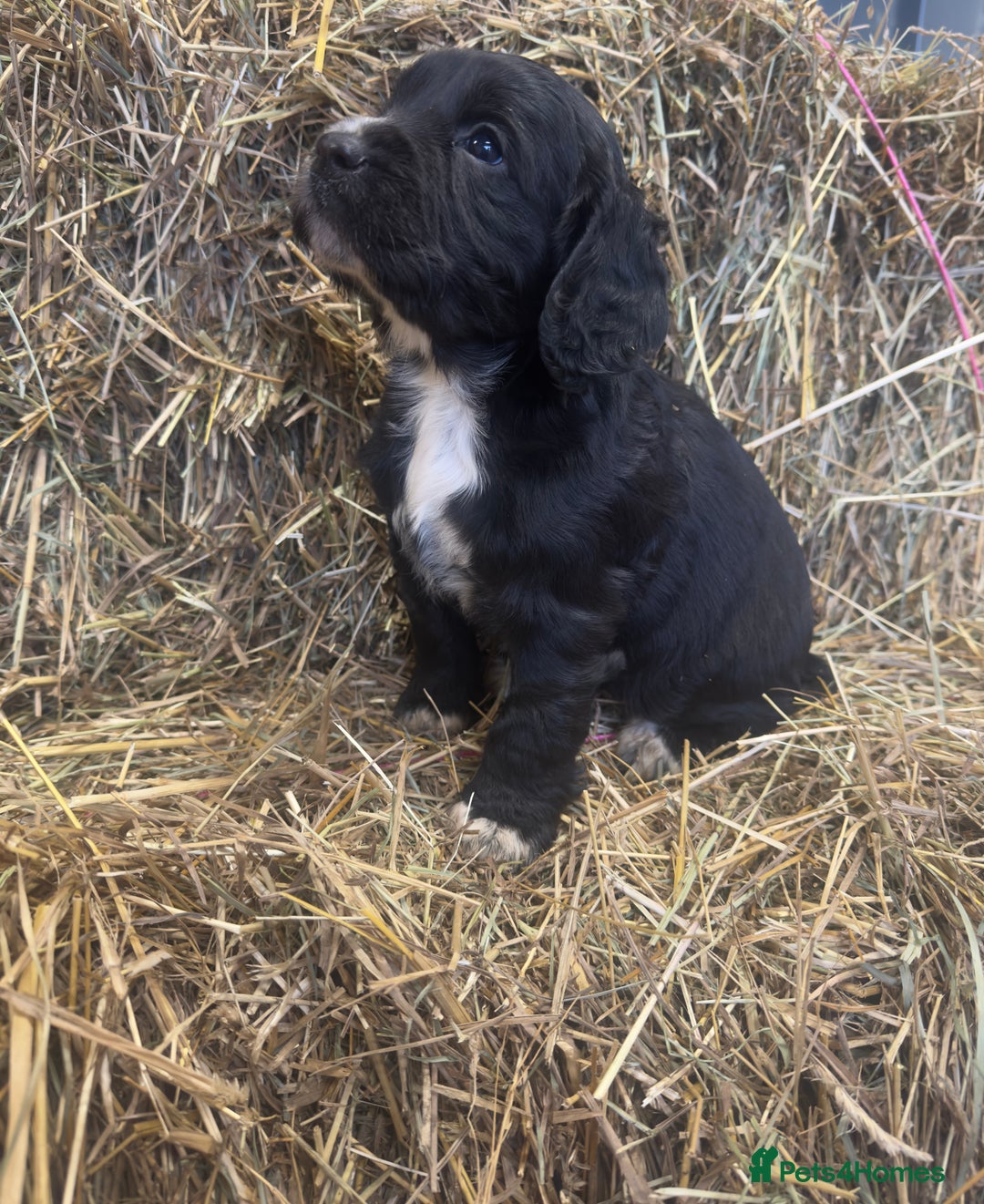 Cocker Spaniel dogs for sale: Health Tested Clear KC Registered Working Cockers - Advert 19