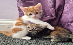 Mixed Breed cats for sale: 3 Gorgeous Kittens - Image 16