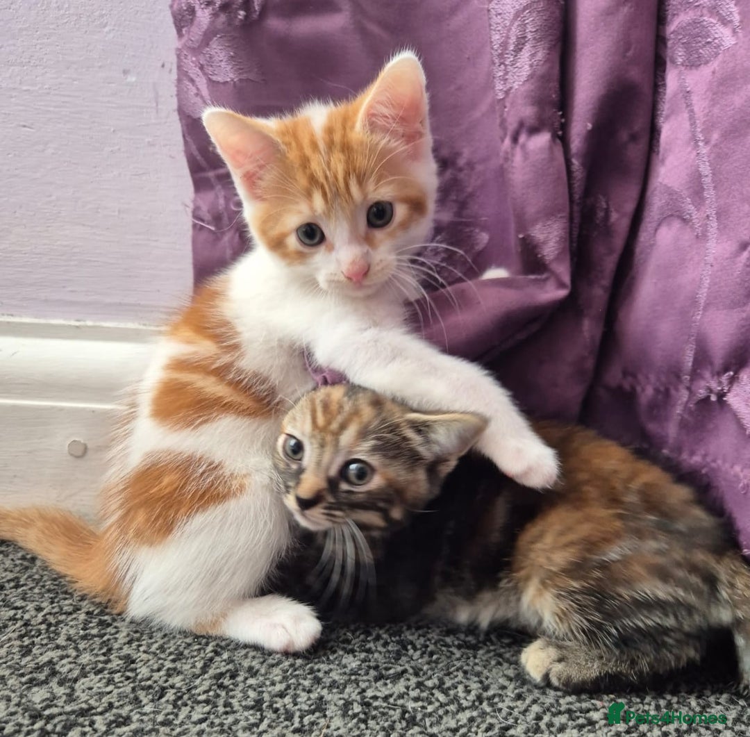 Mixed Breed cats for sale: 3 Gorgeous Kittens - Image 16