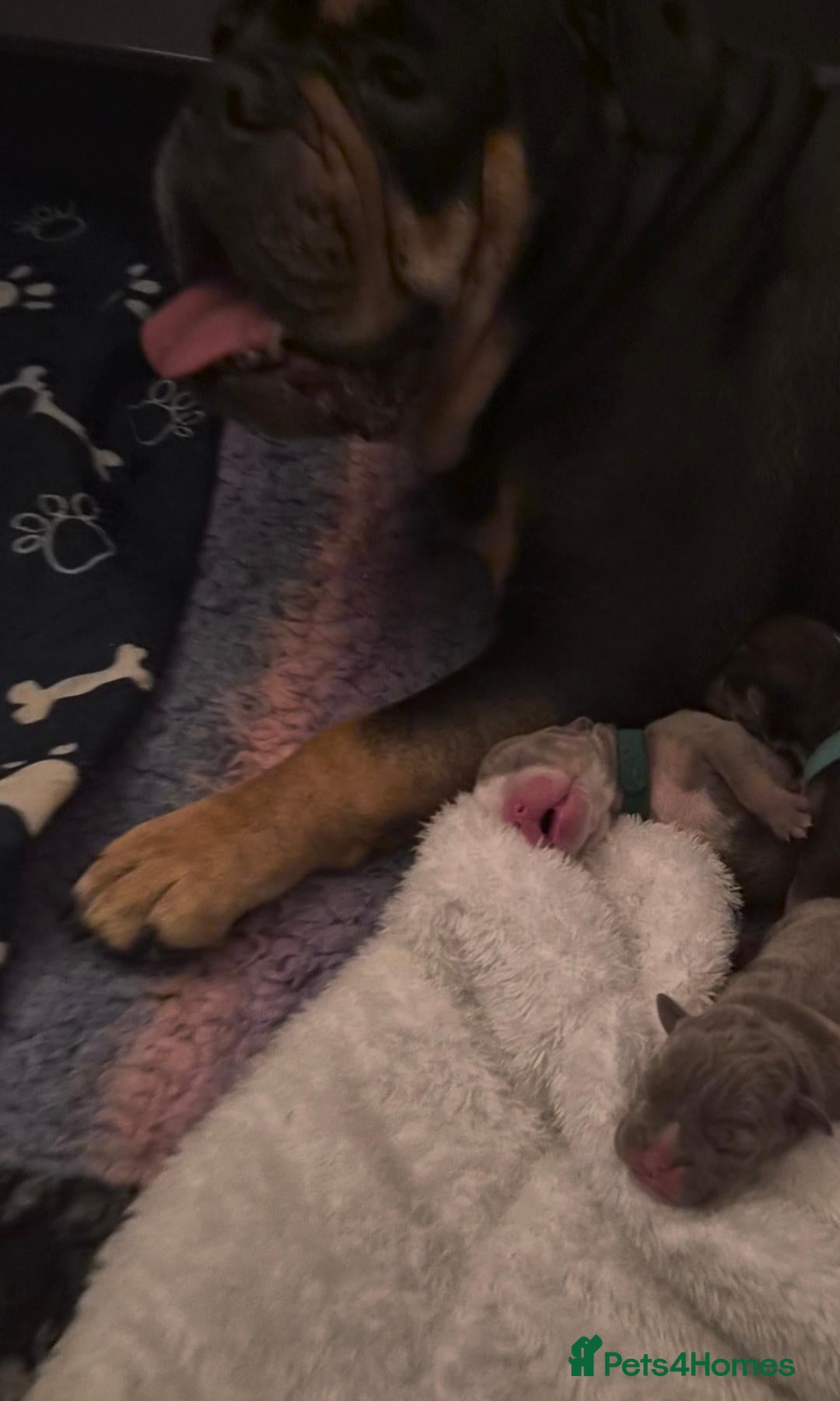 English Bulldog dogs Excellent healthy Puppies please read advert - Advert 5