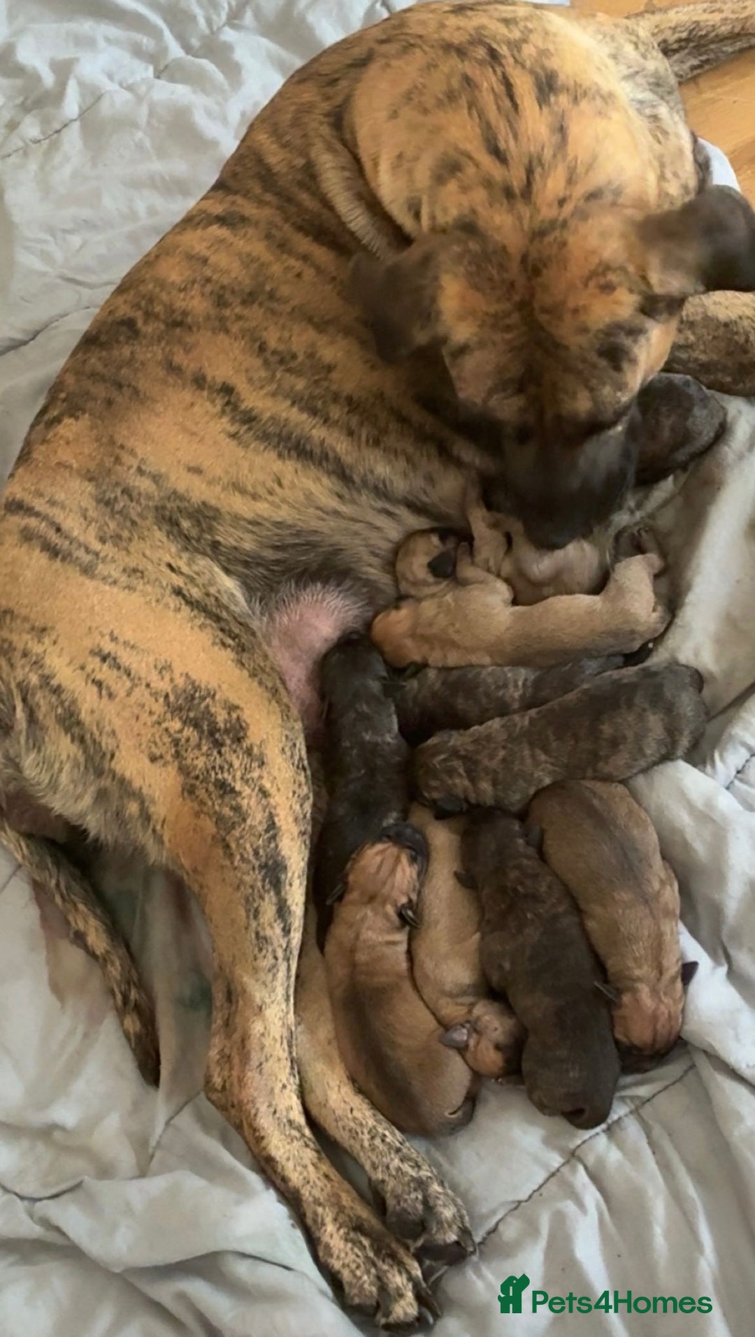 Mixed Breed dogs for sale: Beautiful Presa Mix Pups  - Image 15