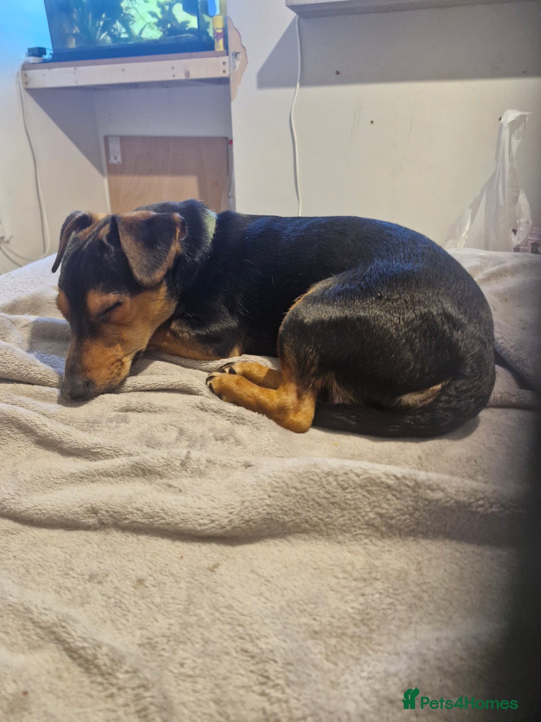 Jack Russell dogs for sale: 12 month male Jack Russell  - Advert 2