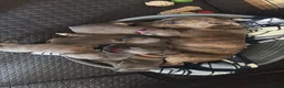 Staffordshire Bull Terrier dogs for sale: Six beautiful blue/brindle staffy puppies. - Advert 8