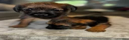Border Terrier dogs for sale: Beautiful Border Terrier Puppies - Advert 5