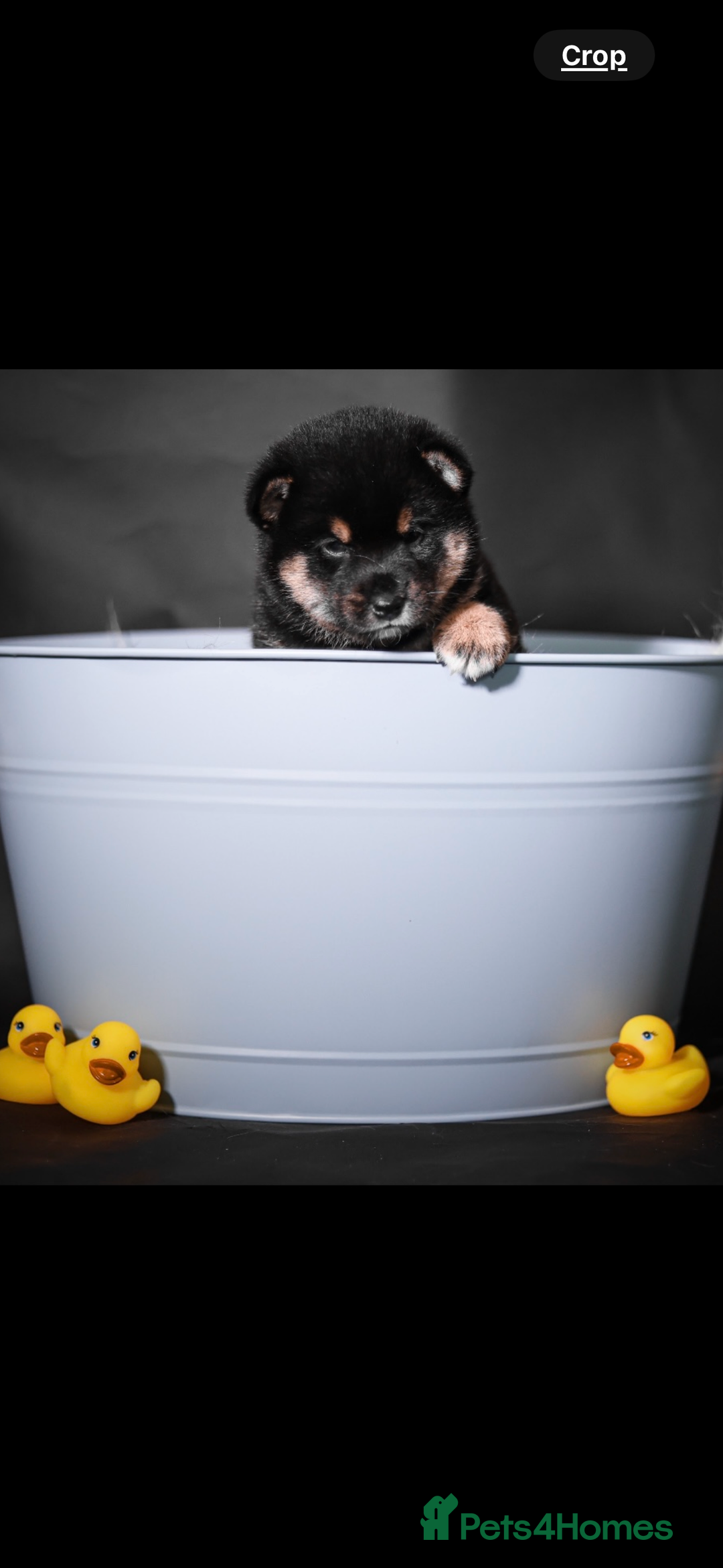 Japanese Shiba Inu dogs for stud: Champion Japanese Line Shiba Inu For Stud - Image 9