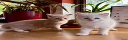 Mixed Breed cats for sale: TWO beautiful half-breed Ragdoll boy kittens. - Advert 13