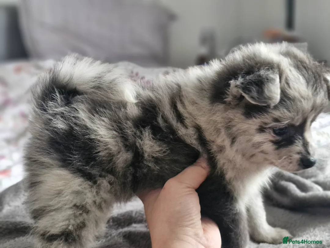 Pomapoo dogs for sale: ✨ Leo – Exceptional F1B Pomapoo Boy – 1,800 ✨ - Advert 11