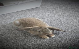 Mini Lop rabbits for sale: Mini lop rabbit  - Image 1