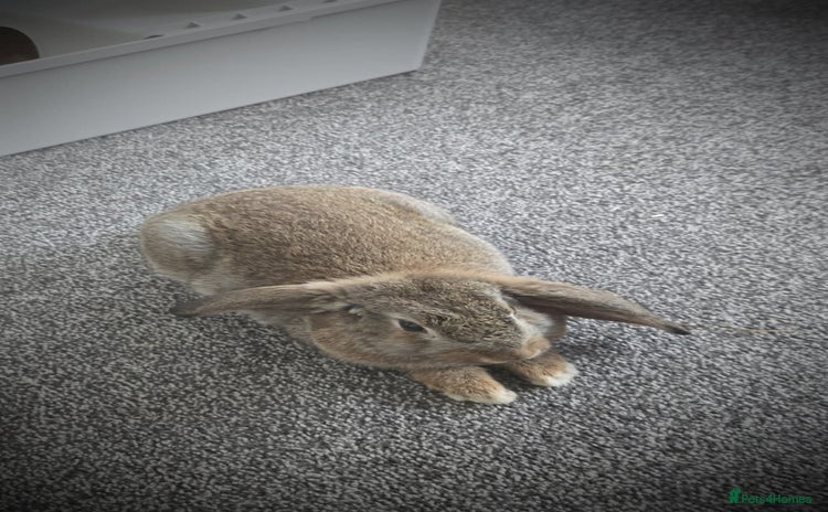 Mini Lop rabbits - Advert 1