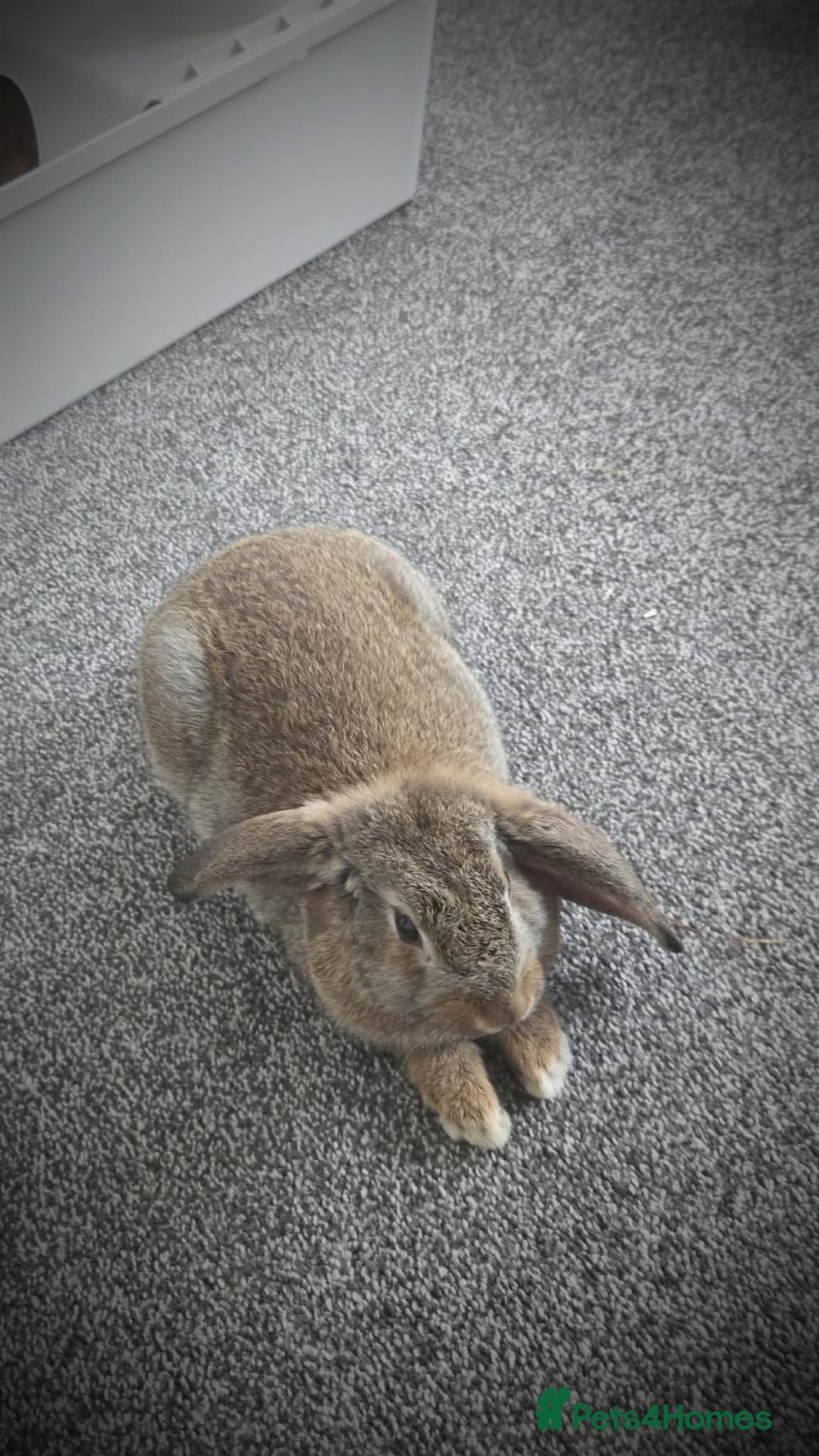 Mini Lop rabbits for sale: Mini lop rabbit  - Image 1