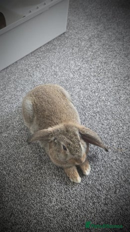 Mini Lop rabbits - Advert 16